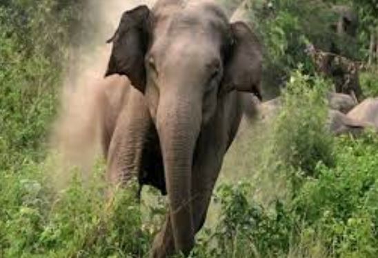 Mother, son killed in elephant attack in Sundargarh