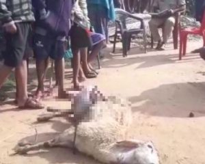 sheep killing