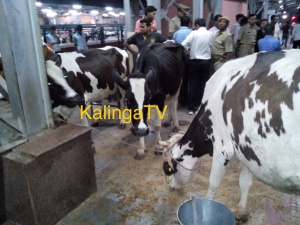 Cow Vigilantism in Bhubaneswar Railway Station 