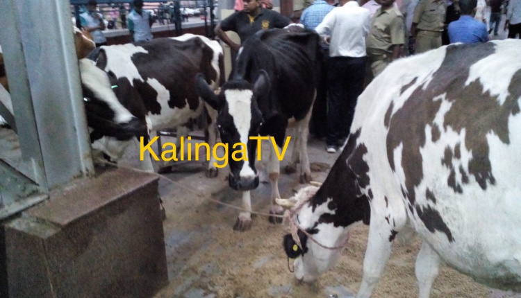 Cow Vigilantism in Bhubaneswar Railway Station