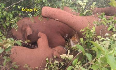 Carcasses of 3 elephants in Dhenkanal