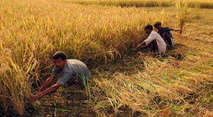 paddy MSP hike by Rs 80/quintal 