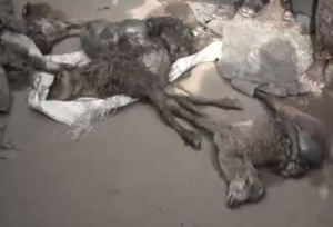 Niali sheep killing: Wolf like animals attack sheep, will be dispersed in 2 days
