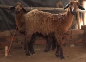 Niali Sheep killing: Village Defense Force, CCTVs to identify mysterious animal 