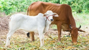 Odisha to have India’s 1st blood bank for cattle 