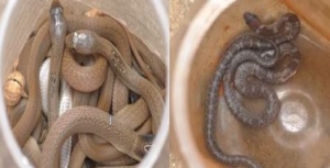 22 cobras and two banded kraits rescued in Jajpu 