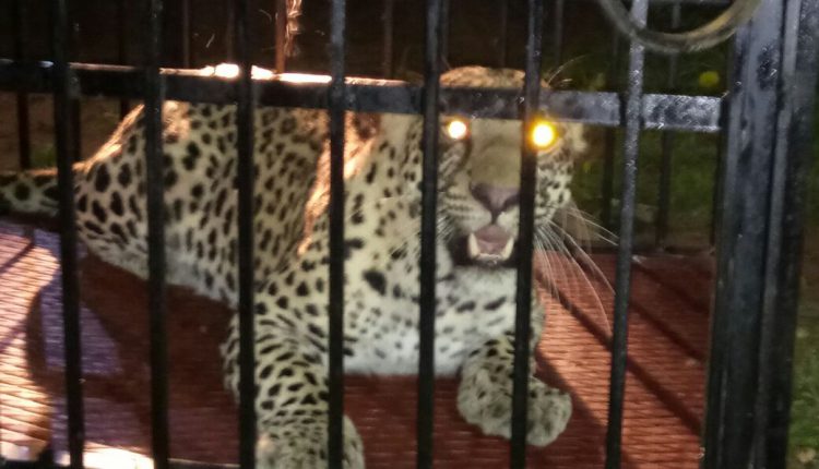 Leopard in Nuapada