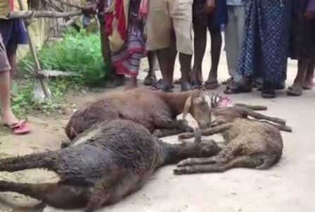 Four more sheep killed in Niali, killers yet to be identified 