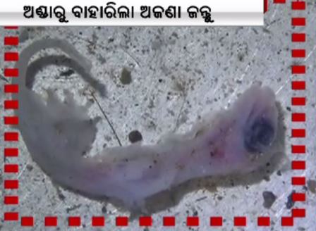 Bizarre! Unknown creature found from EGG distributed at Anganwadi centre