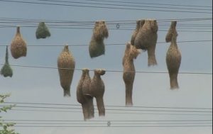 Weavers bird nest on electric wires