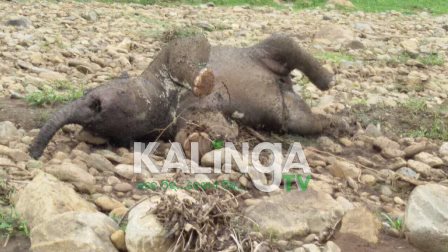 Carcasses of baby elephant swept away by river water in Deogarh 