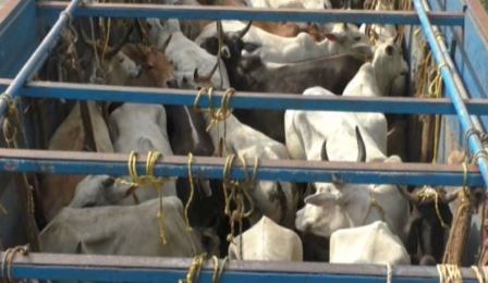 3 cattle-laden trucks seized, over 200 cows rescued 