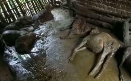 ‘Mysterious animal’ fear grips Bhanjanagar with death of 12 sheep