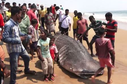 16-feet-long shark carcass found at Puri sea beach 