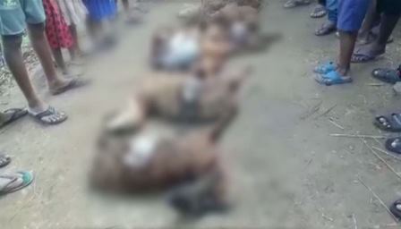 Mysterious animal kills 14 more sheep in Niali 