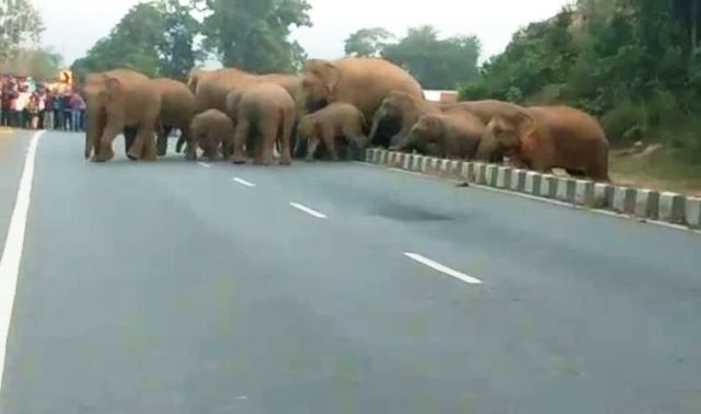Elephant herd creates panic on road in Odisha