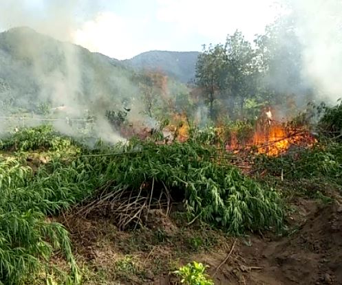 ganja crop torched