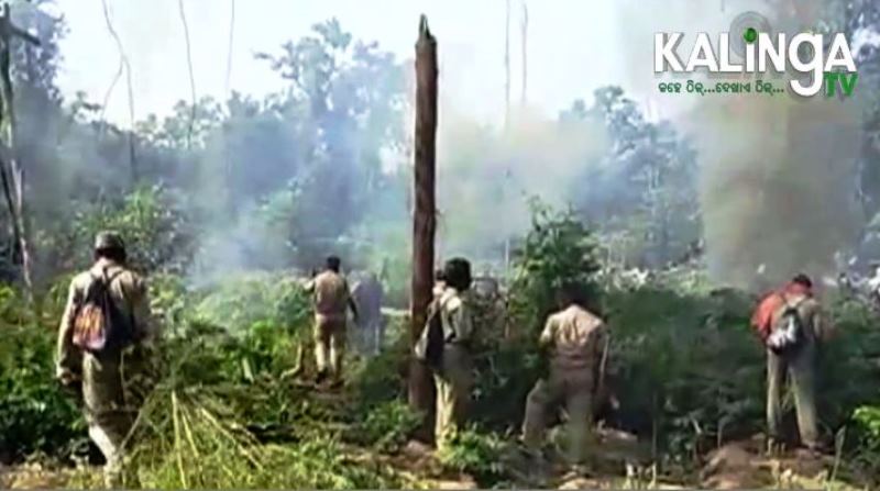 Destruction of Ganja cultivation: Odisha Police scales new heights