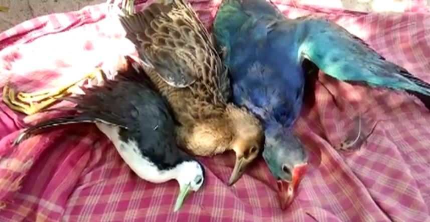 Migratory birds found dead in Odisha