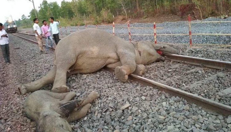 Dead elephants in railway crosing