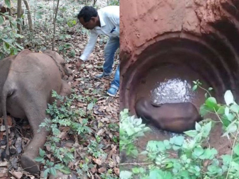 elephant calf rescue