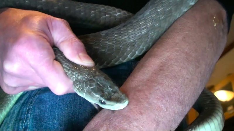 snake bite death ganjam