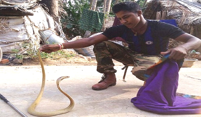 snakes in Pipili