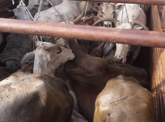 cattle laden truck seize