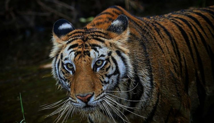 Tigress Sundari Bandhavgarh