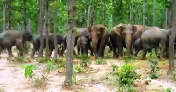 wild elephants