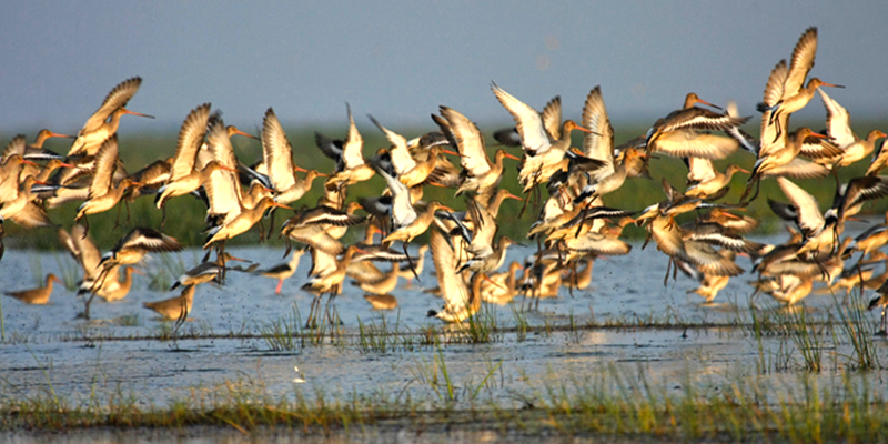 dead migratory birds odisha