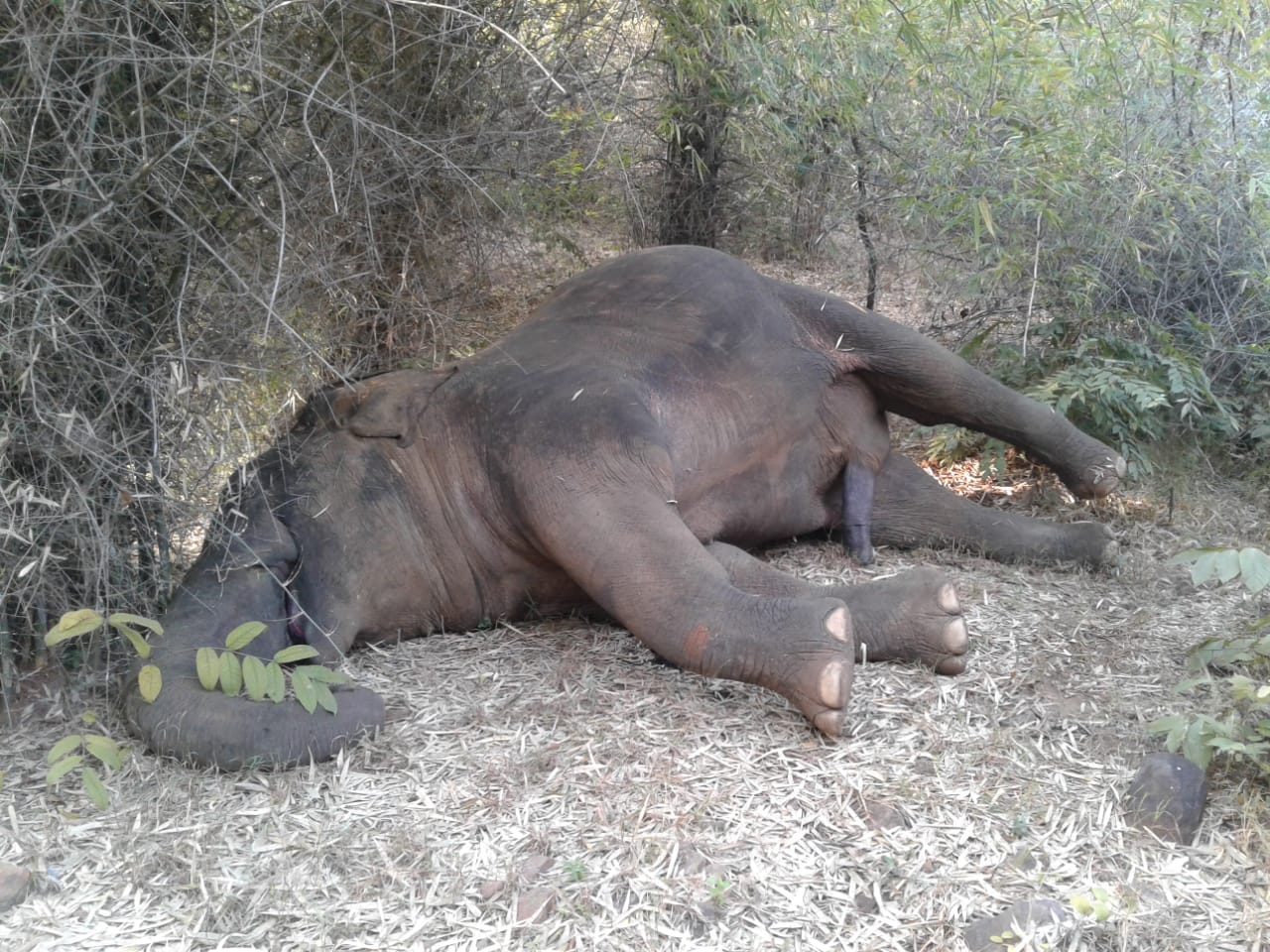 elephant found dead in Odisha