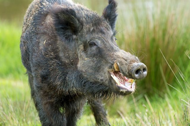 wild boar attack in Puri