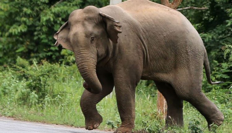 female elephant found dead in khordha