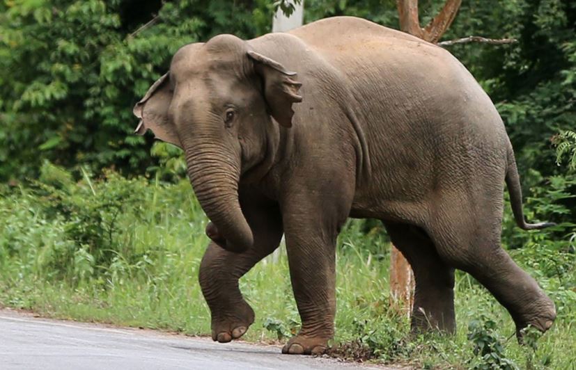 female elephant found dead in khordha