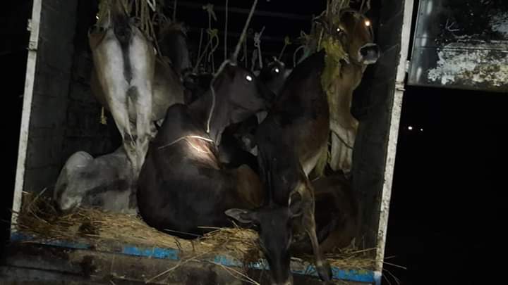 Cattle Smuggling: 50 cows rescued in Odisha
