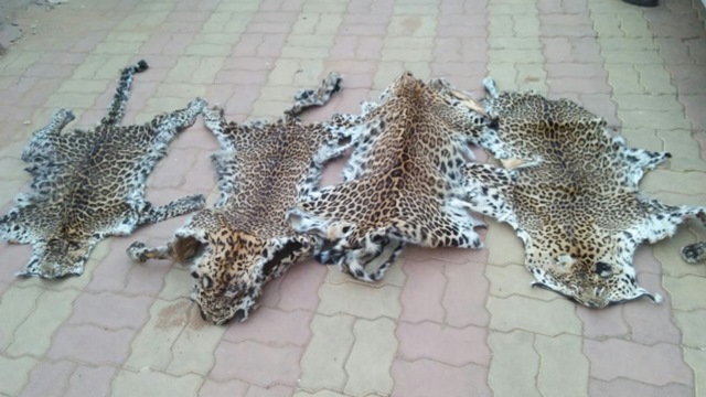 Leopard-skin-smuggling-racket