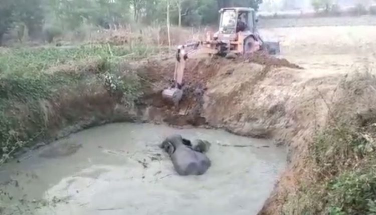Elephant calf rescued from ditch in Odisha’s Sambalpur