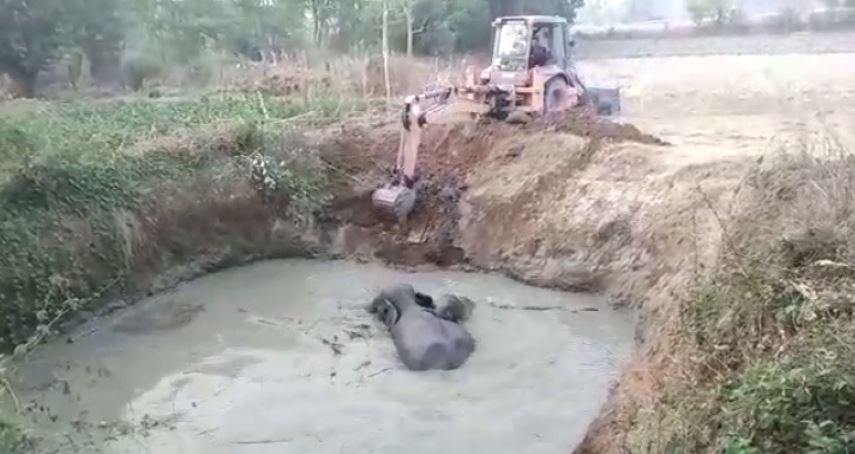 Elephant calf rescued from ditch in Odisha’s Sambalpur