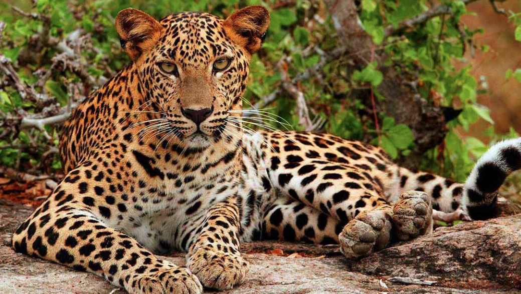 leopard dies in nuapada
