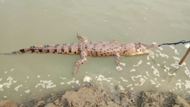 man attacked by crocodile