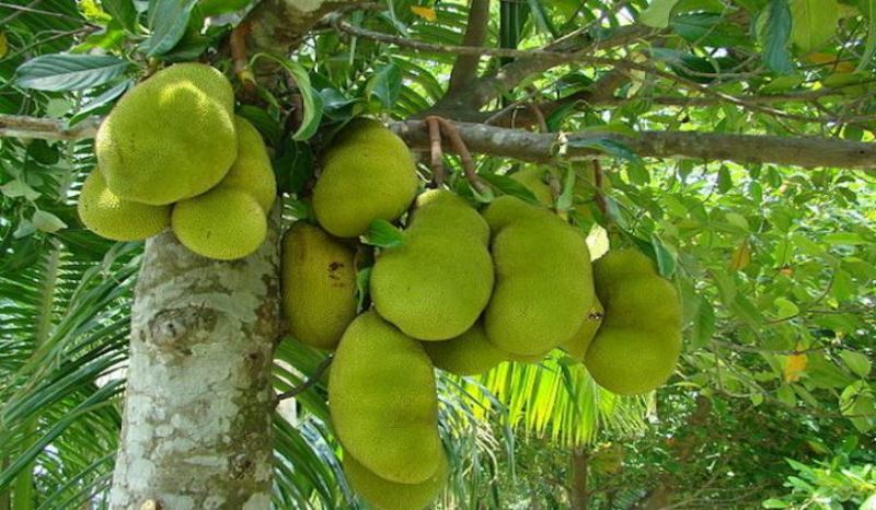 24 amazing benefits of Jackfruit