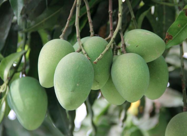 Couple Electrocuted While Trying To Pluck Mangoes