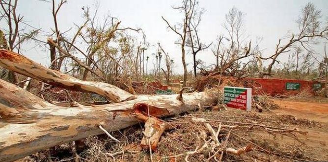 Fani Aftermath: Odisha Govt To Undertake Massive Plantation Drive