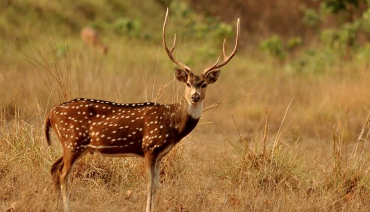 Spotted Deer in Balukhand