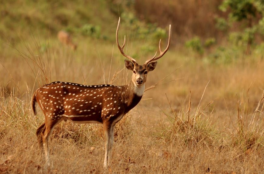 deer death in odisha