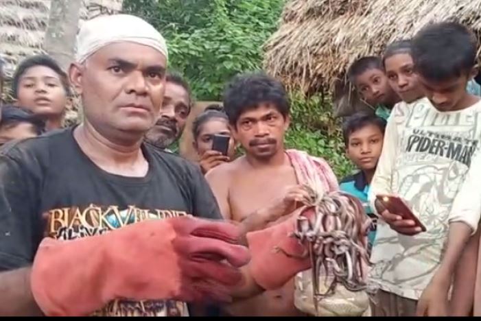 47 Cobras Rescued From Bhadrak Village