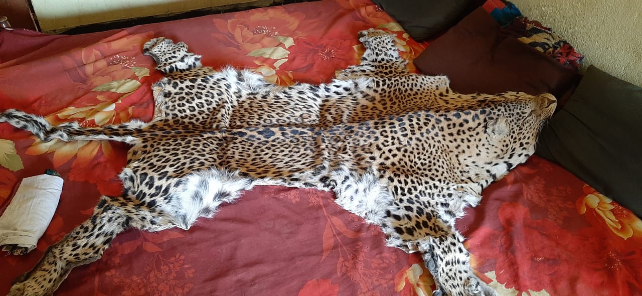 Leopard skin seized
