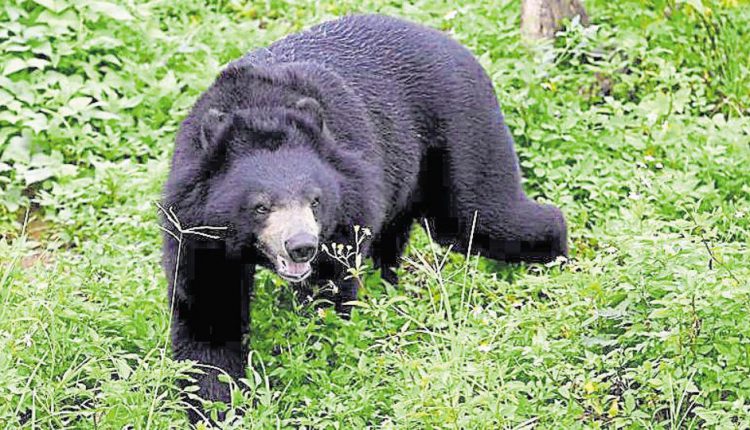 bears attack youth in Balasore