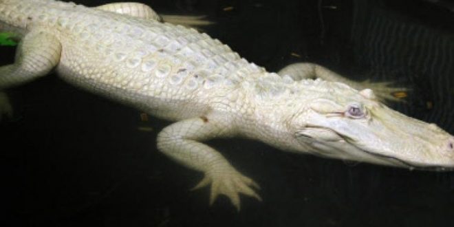 Odisha: Albino crocodile Gori fails to conceive